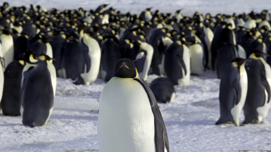 Bird’s eye view: Penguins snap a selfie as polar explorer takes a hike (VIDEO)