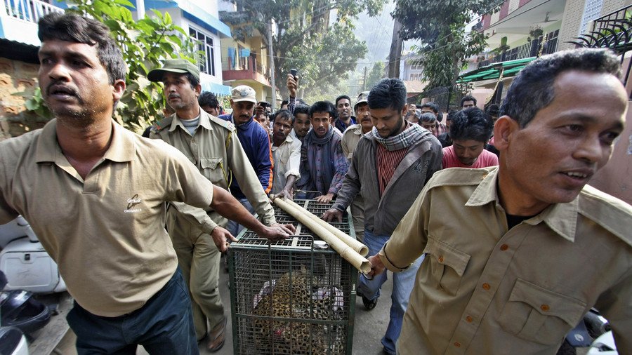 Stray leopard injures 4 people in Indian city rampage (VIDEO)