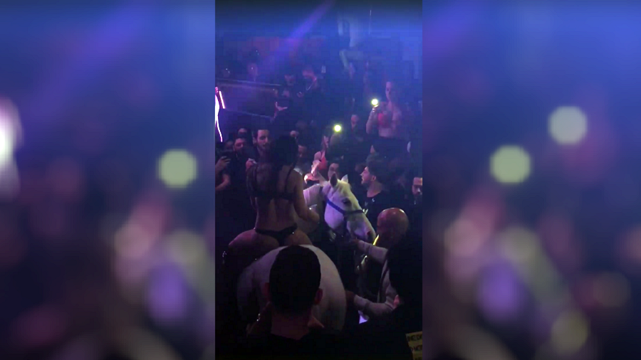 ‘Animal abuse’: Horse brought into Miami nightclub throws off bikini-clad rider (VIDEO)