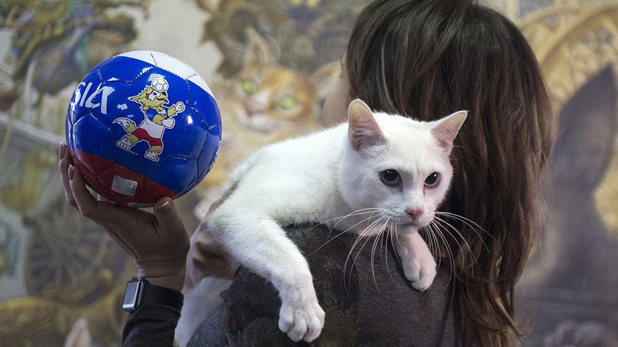Achilles the deaf Hermitage cat to reprise role as ‘animal psychic’ for Russia 2018