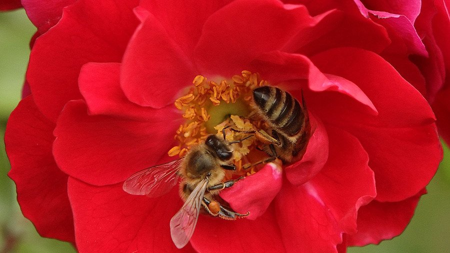 Robot bees: Walmart plots global pollination (IMAGE)