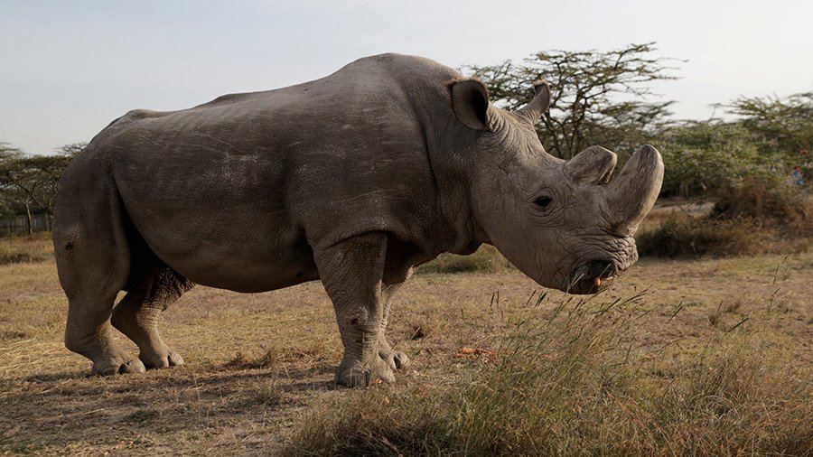 Northern White Rhino doomed to extinction after last male dies in Kenya