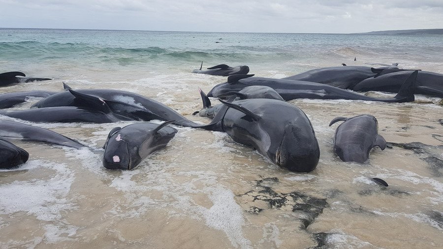 Shark attack warning: Fears man-eaters will head for beach where 140 whales died (IMAGES, VIDEO)