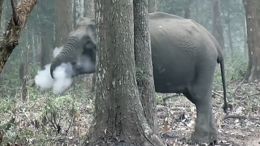 Smoking elephant captured lighting up jungle cigarette (VIDEO)