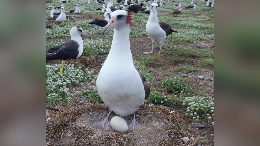 'Vampire’ mice eating adult albatrosses alive (GRAPHIC PHOTOS, VIDEOS)