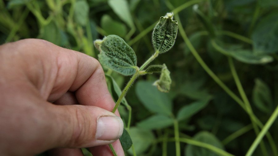 Judge allows 6 Arkansas farmers to use controversial Monsanto herbicide despite state ban