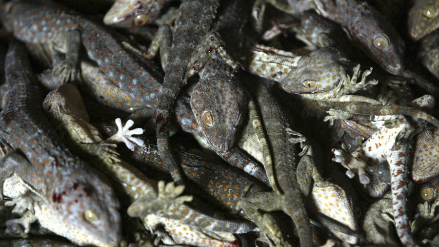 ‘Discarded like rubbish’: Swedish zoo kills hundreds of rescued lizards with liquid nitrogen