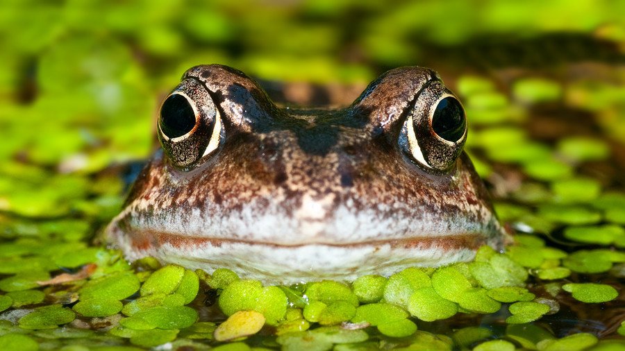 ‘Drain that pond’: Mating frogs lock couple in most French legal dispute of all time
