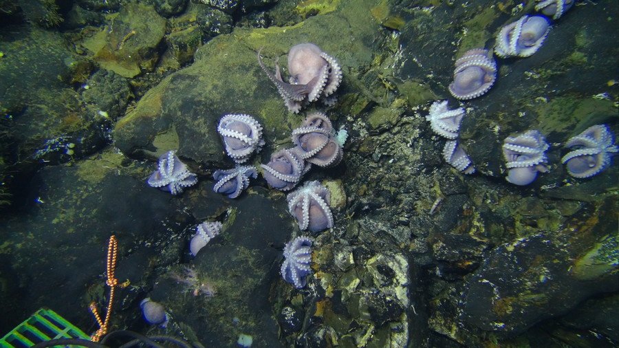 Motherload! Huge collection of female octopuses guard eggs off Costa Rican coast (PHOTOS)