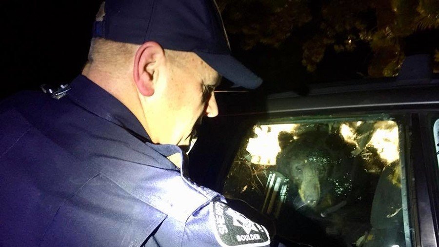 Ferocious felon: ‘Hangry’ bear breaks into car & locks itself inside (VIDEO)