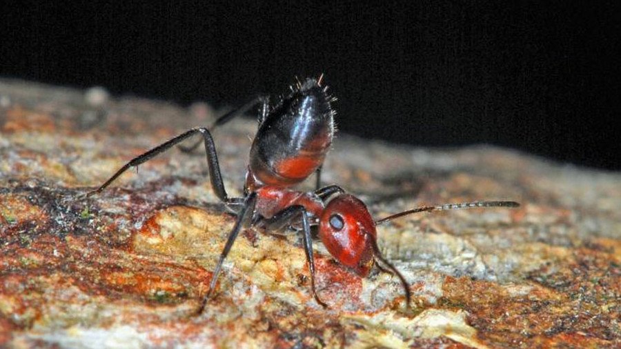 ‘Exploding’ ants discovered: Kamikaze insects kill predators with toxic… well, selves