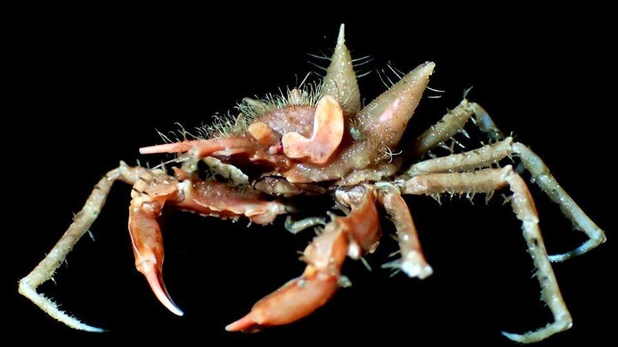 Here be monsters: Deep sea Java expedition uncovers bizarre new species (PHOTOS)   