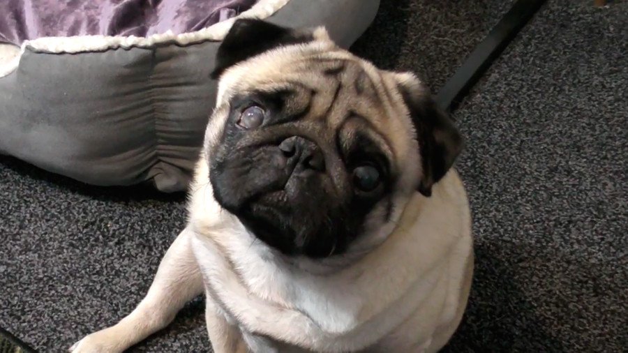 Vlogger crowdfunds £85K to appeal Nazi pug case, says he ‘can’t allow’ anyone the same ordeal