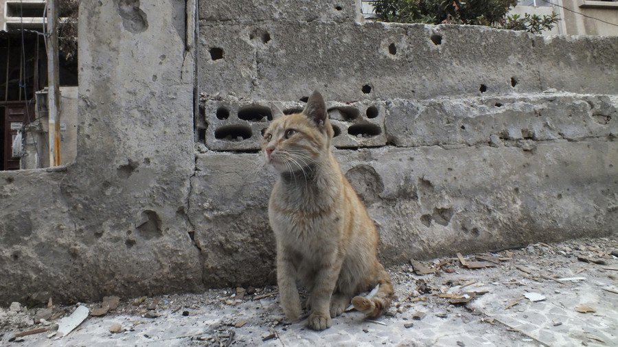 Cats of Syria: Kind souls in Syria create tubes to feed & water stray felines