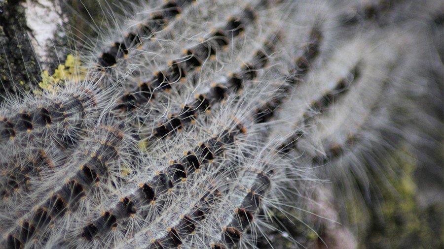 London infested with toxic caterpillar that causes skin rashes & breathing problems