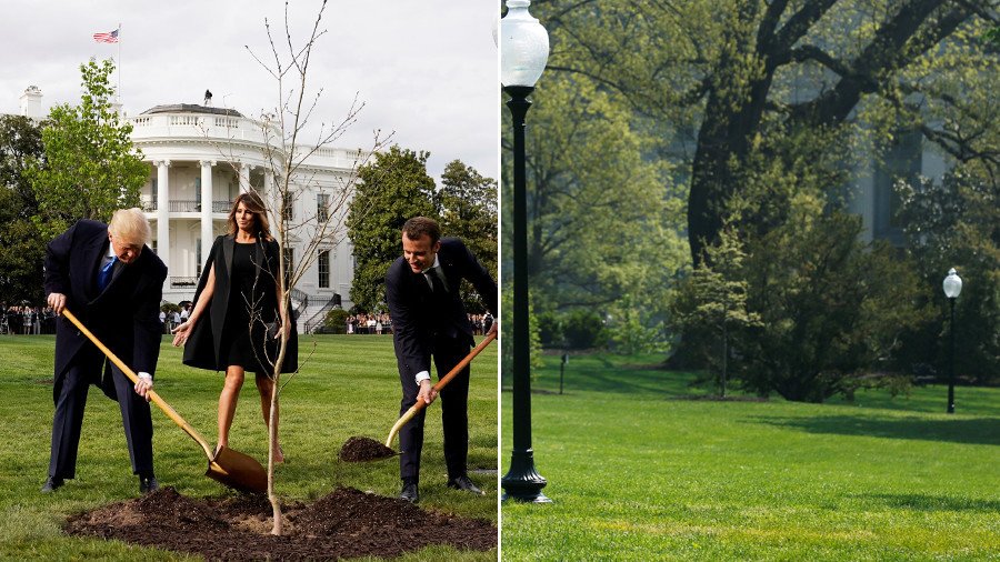 Dude, where’s my tree? Twitter abuzz after oak planted by Trump & Macron 'vanishes'