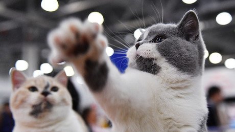 Russia going kitty crazy amid falling ruble