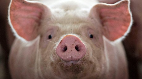 Defying death? Pigs’ brains ‘revived’ after decapitation, claims Yale neuroscientist