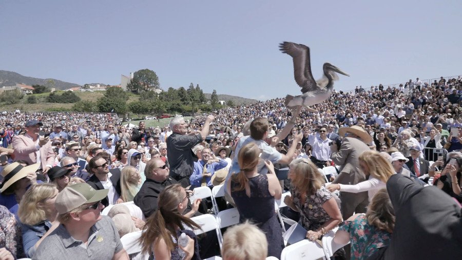 Pelican attack sparks graduation ceremony chaos (VIDEO)