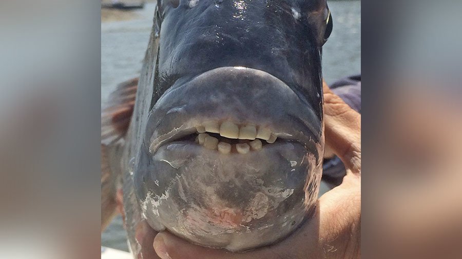 ‘Shy but intelligent’: Fish with ‘human teeth’ caught in South Carolina (PHOTO)