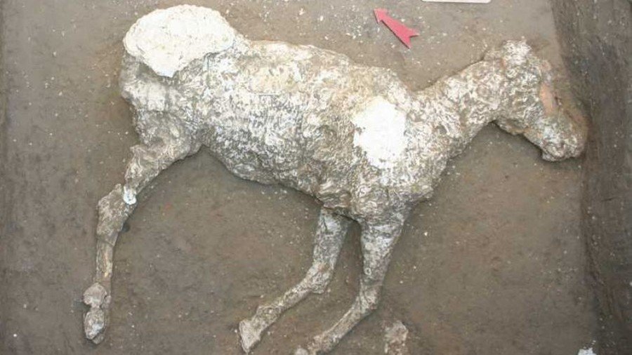 Pompeii horse discovered during investigation into grave robber tunnels (PHOTOS, VIDEO)