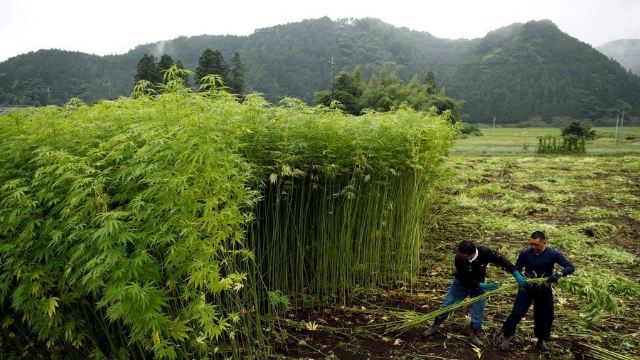 Thailand to green light marijuana cultivation for medical research in drug law U-turn