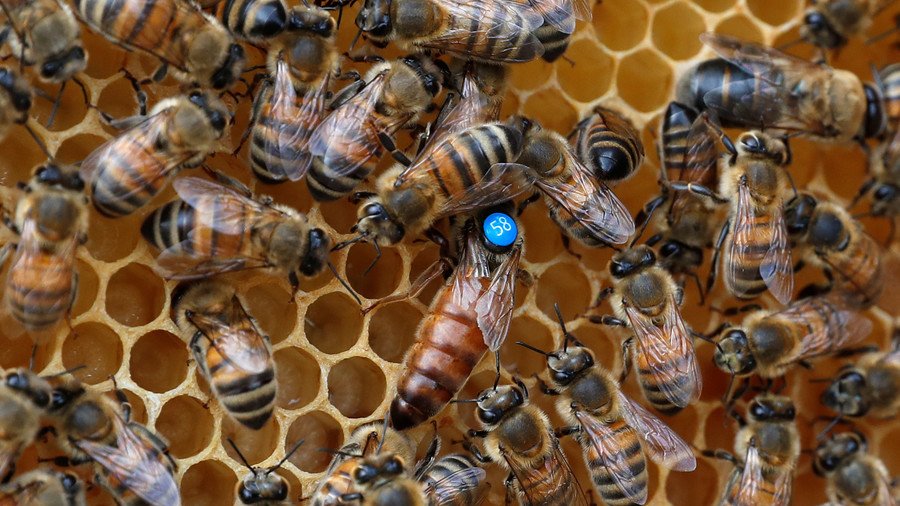 Bee gone: Scientists turn to technology as declining bee numbers threaten global food security