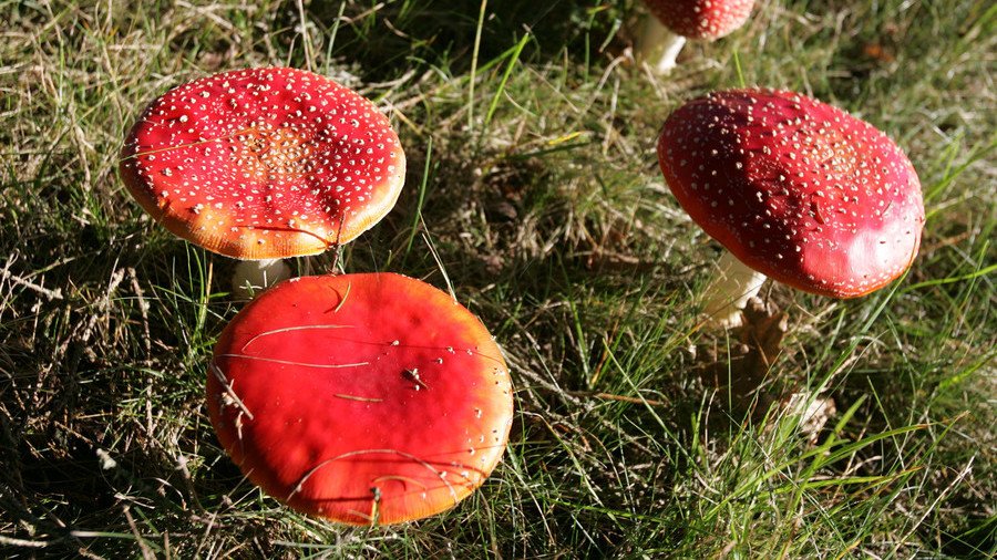 9 dead, dozens critical & need liver transplant as 700+ get poisoned by wild mushrooms in Iran