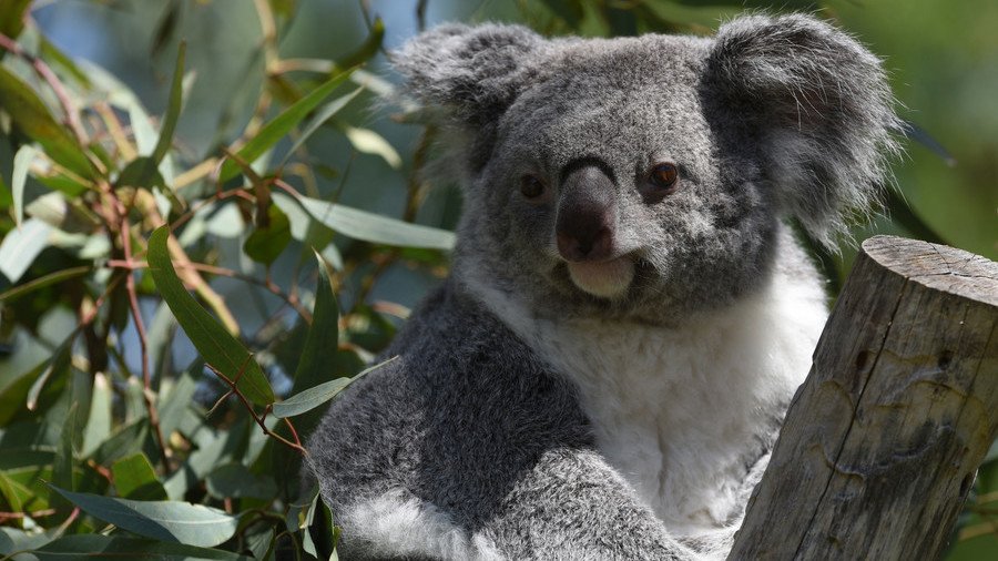 Only Down Under: Koala caught fishing on Aussie river bank (VIDEO)
