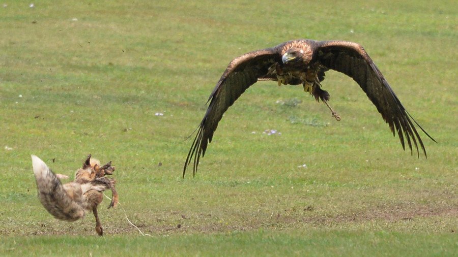Battle of the predators: Fox & eagle in death-defying duel over rabbit prey (VIDEO, PHOTOS)