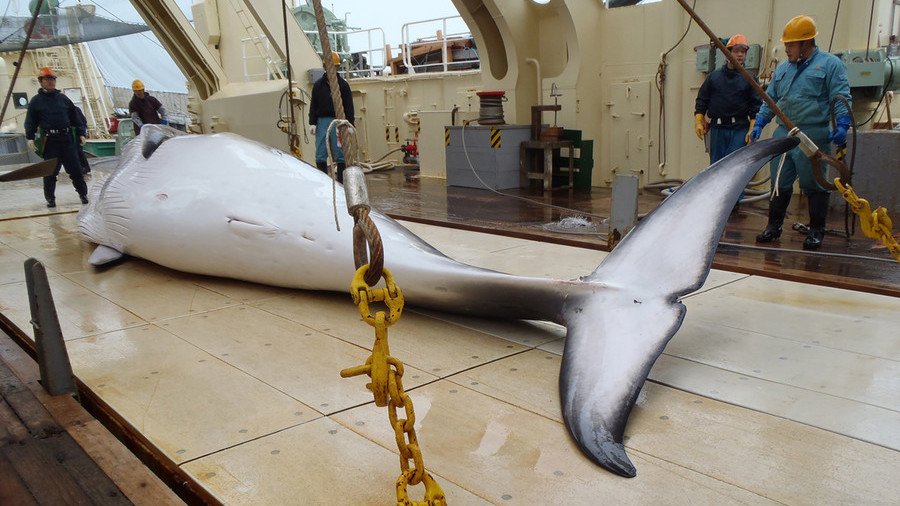 122 pregnant whales among the 300+ killed by Japan for 'science'