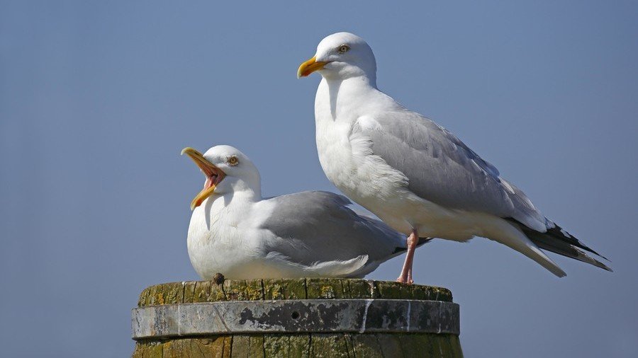 Is Russia to blame for seagulls getting high on flying ant acid? You decide
