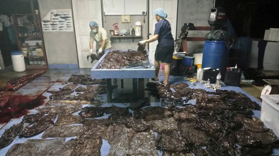 Shocking images show whale died with over 80 trash bags in its stomach (GRAPHIC PHOTOS)