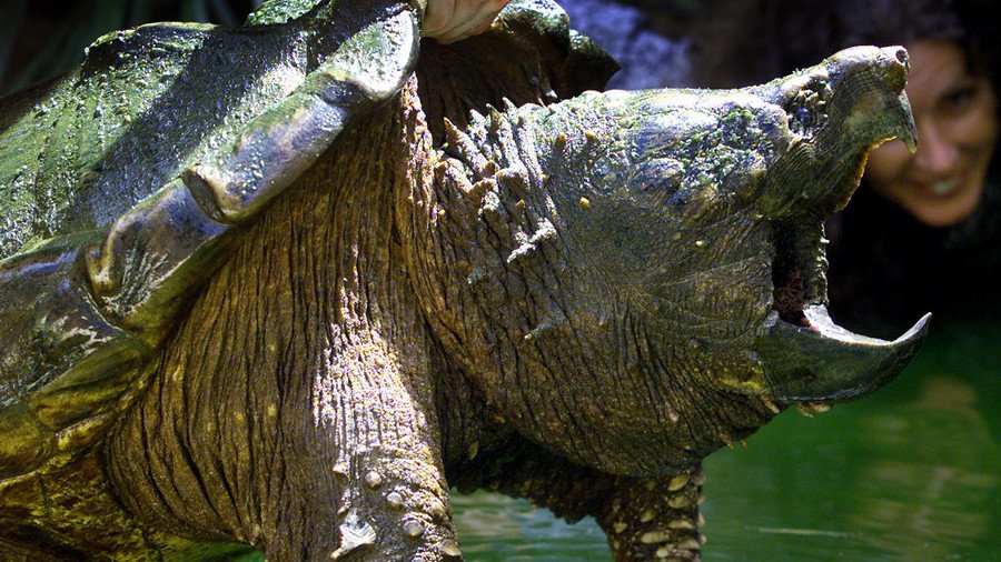 Alligator snapping turtle кто это