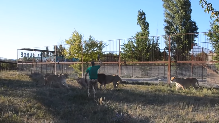 Respect the slipper: Crimean safari park director uses footwear to keep lions in line (VIDEO)