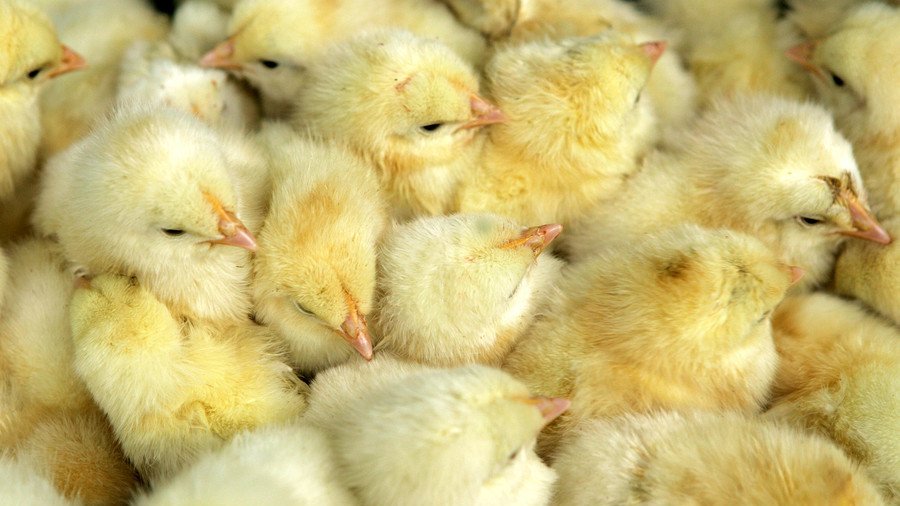 Hundreds of baby chicks hatch from thrown-away eggs in Georgia (VIDEO)
