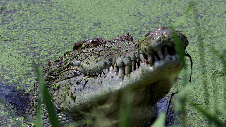 After 10 years of chasing crocodile dog gets eaten alive