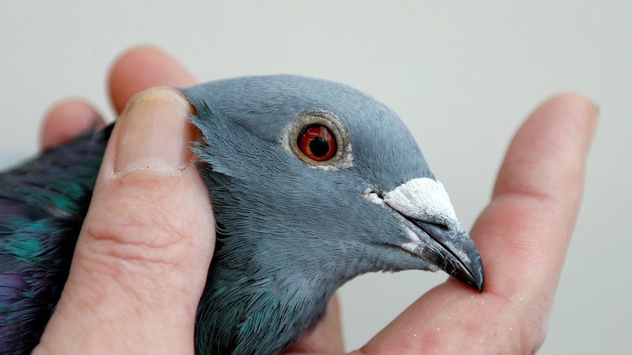 Bird brain: Bizarre 'mutant' fish with 'pigeon’s head' caught in China (VIDEO)