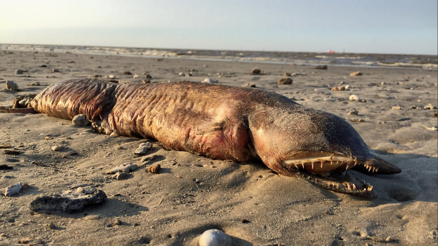 From ‘hairy’ globster to ‘dead mermaid’: Spookiest sea creatures to wash up on beaches (IMAGES)
