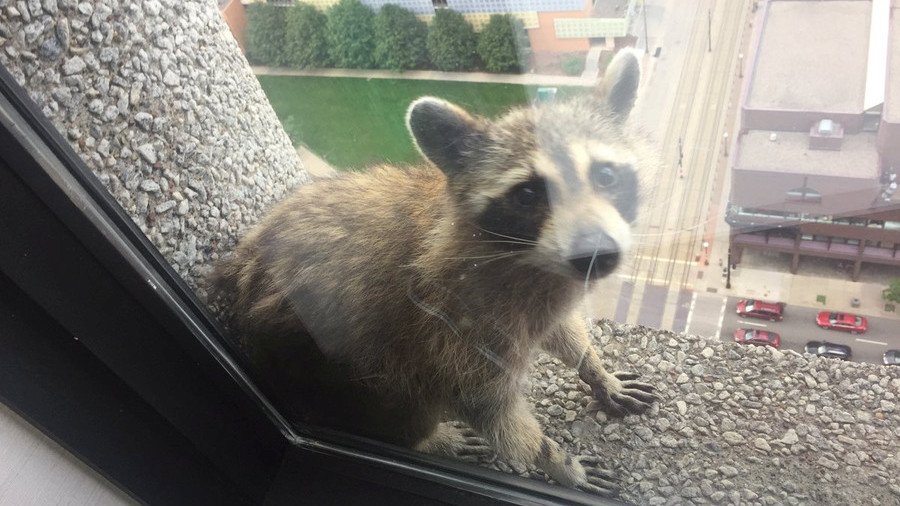 Fearless raccoon scales 25-storey building in Minnesota, capturing hearts & Twitter handles