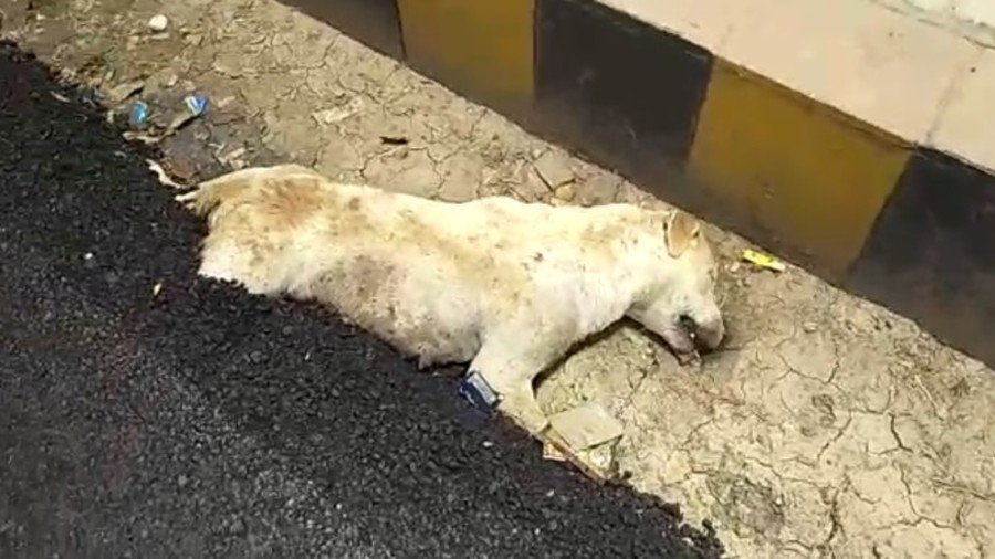 Dog ‘buried alive’ in hot tar sparks anger in India (GRAPHIC VIDEO)