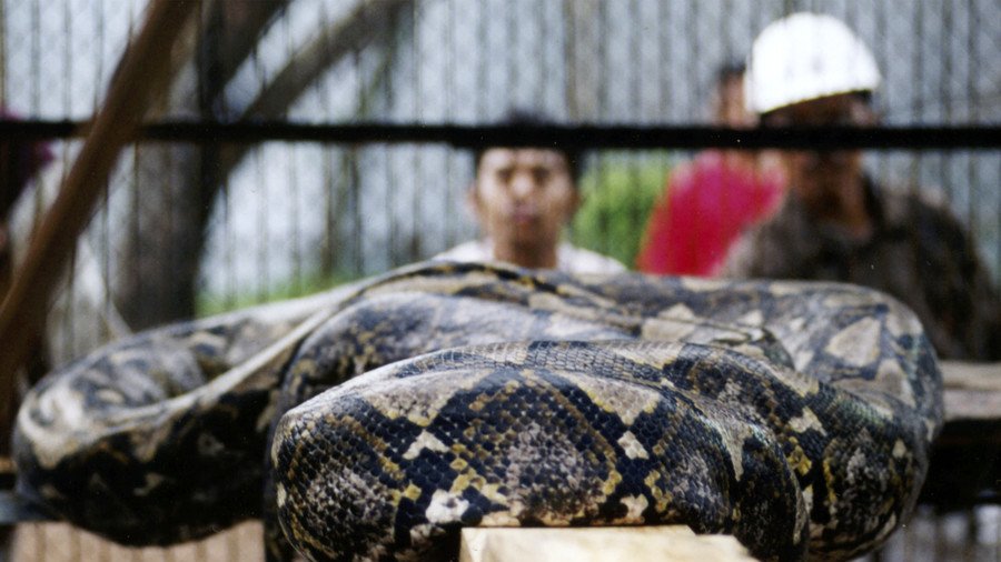 Woman cut from belly of giant python after she was eaten alive (GRAPHIC VIDEO)