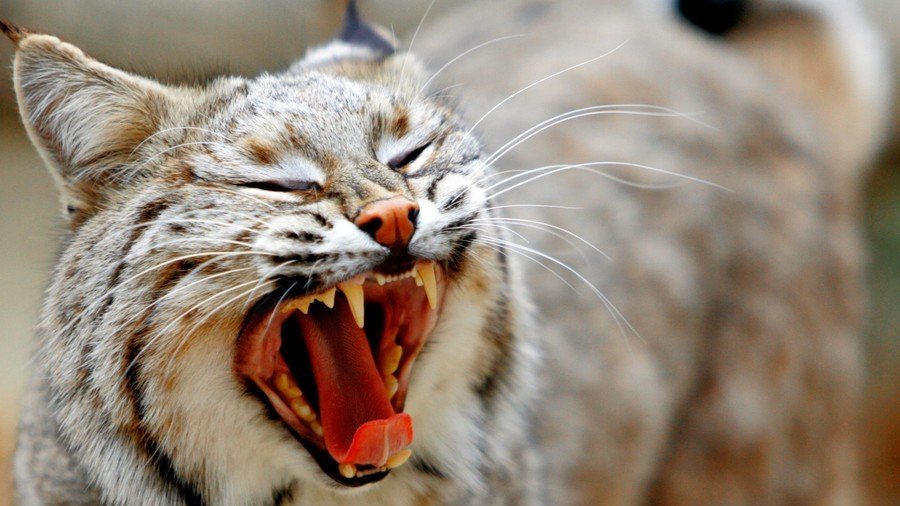 ‘I wasn't dying today:’ Grandma kills rabid bobcat with her bare hands