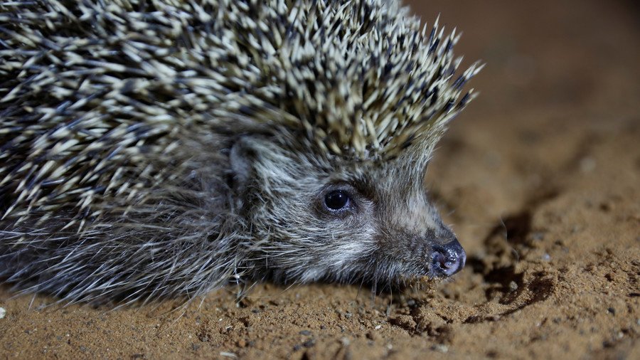 Hangover hedgehog-style: German police rescue two creatures who overdid it on egg liqueur