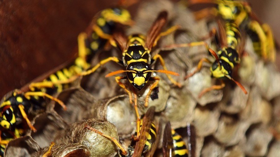 Flying by the seat of his pants: Cheeky wasps nest in Lenin’s rear end (PHOTO)