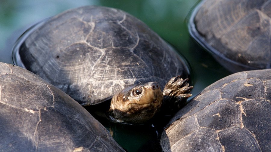 Convicted turtle trafficker goes international while on probation, gets caught again