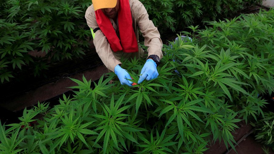 Highly suspicious: Marijuana crop uncovered at offices of Japanese lawmakers