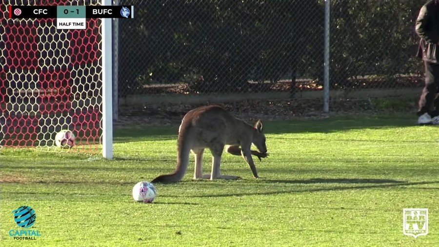 Pitch-invading kangaroo stops Aussie soccer match (VIDEO)