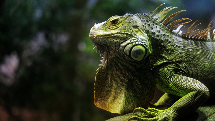 ‘Fighting or sexing?’ Face-chewing iguana encounter baffles Starbucks customers (VIDEO)