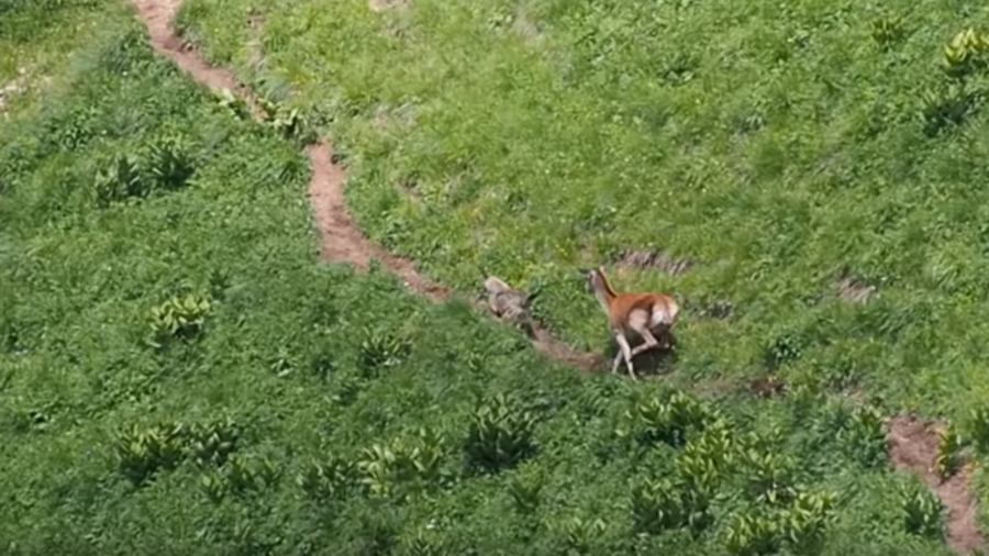 Wolf v deer: Astounding moment wild carnivore chased away by heroic mom (VIDEO)